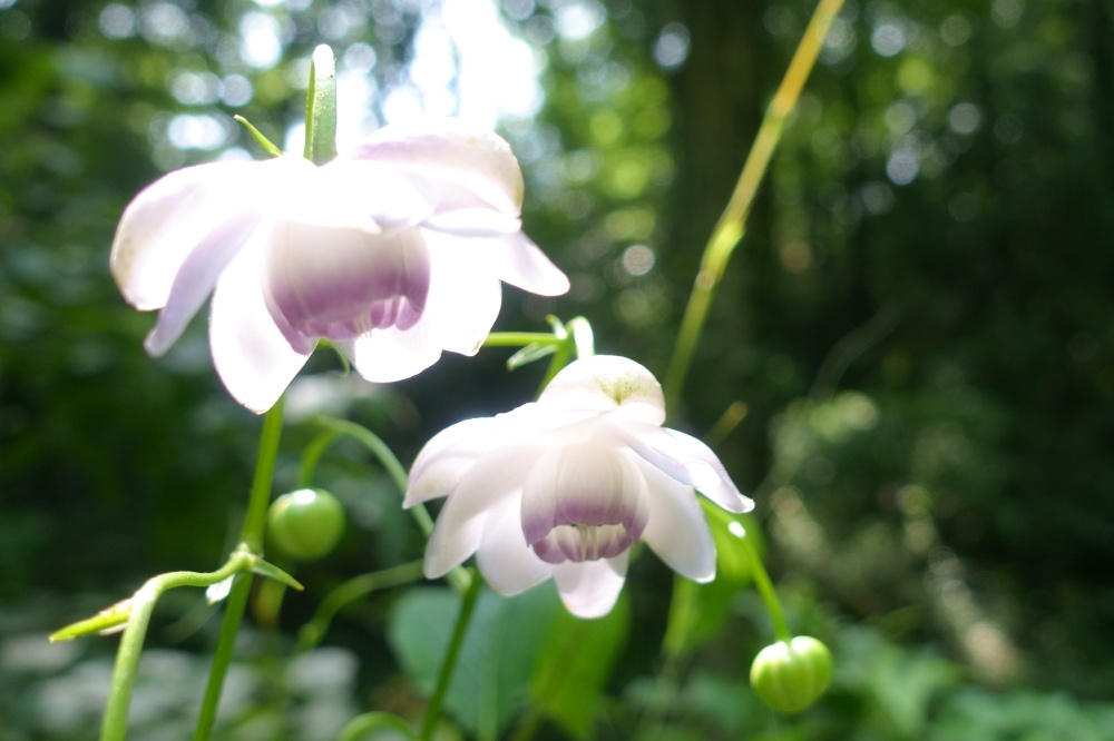 Anemonopsis Macrophylla